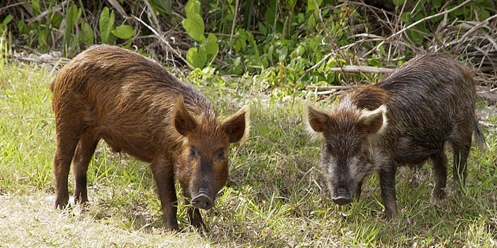 The Best Feral Hog&nbsp;Memes